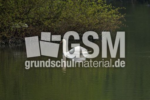 Höckerschwan (5 von 11).jpg